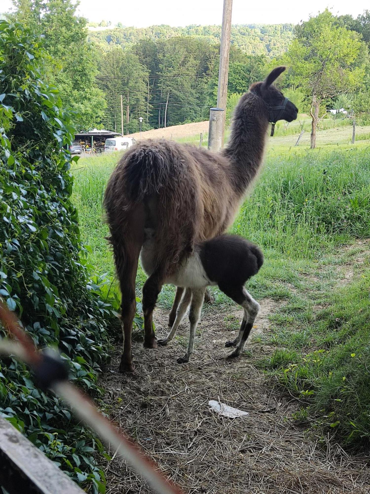 Villa Biohof Koller Weichselbaum Esterno foto